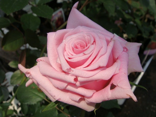 000000000926-02.jpg?size=l&w=