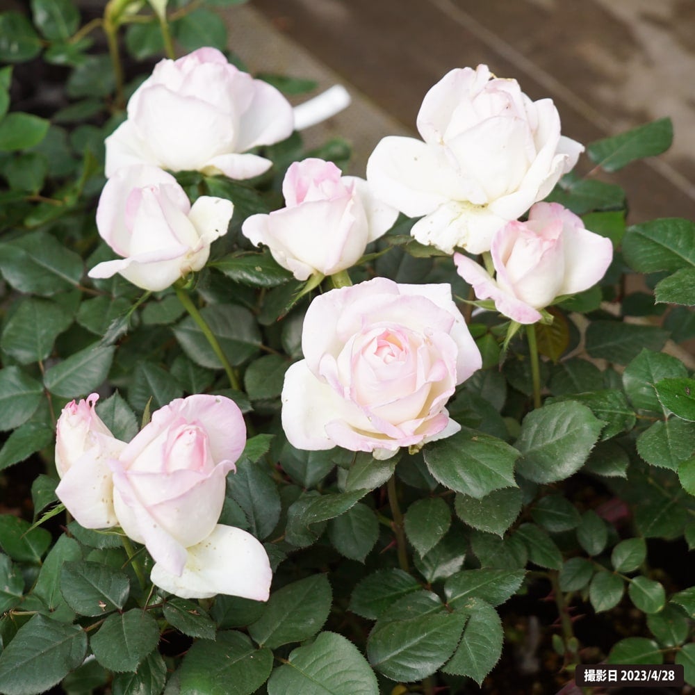 000000000928-05.jpg?size=l&w=