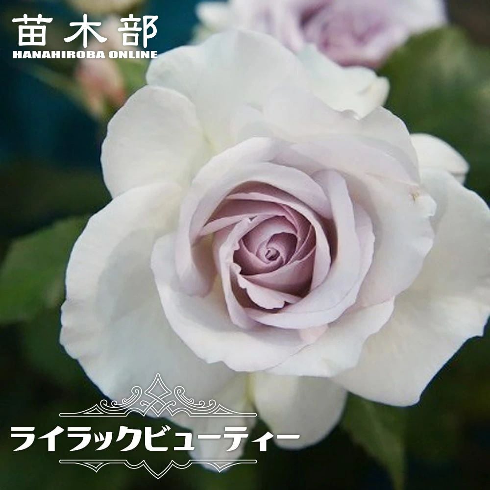 000000000934-01.jpg?size=l&w=