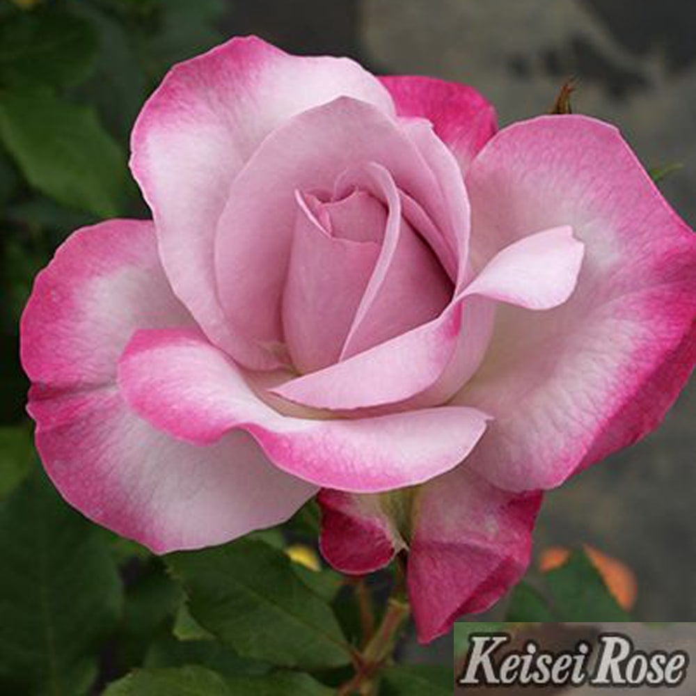 000000000934-08.jpg?size=l&w=