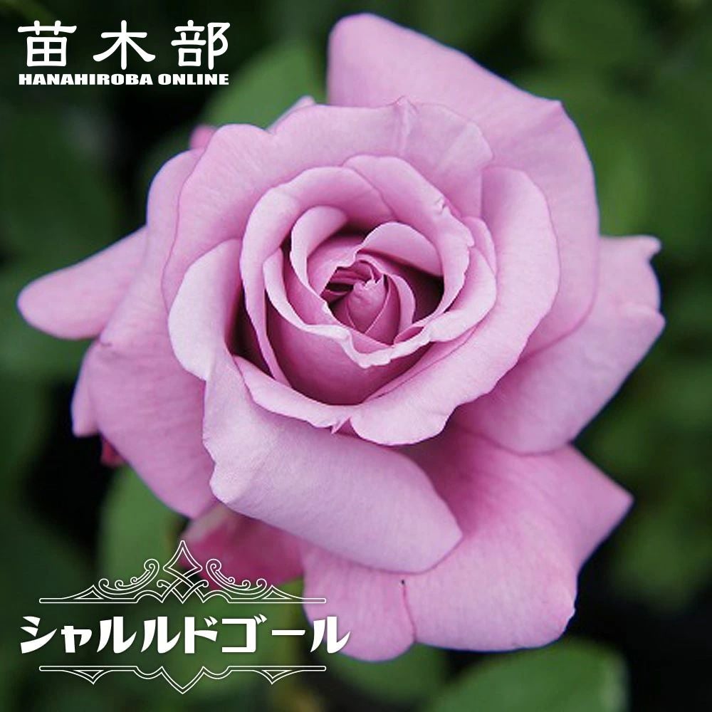 000000000939-01.jpg?size=l&w=