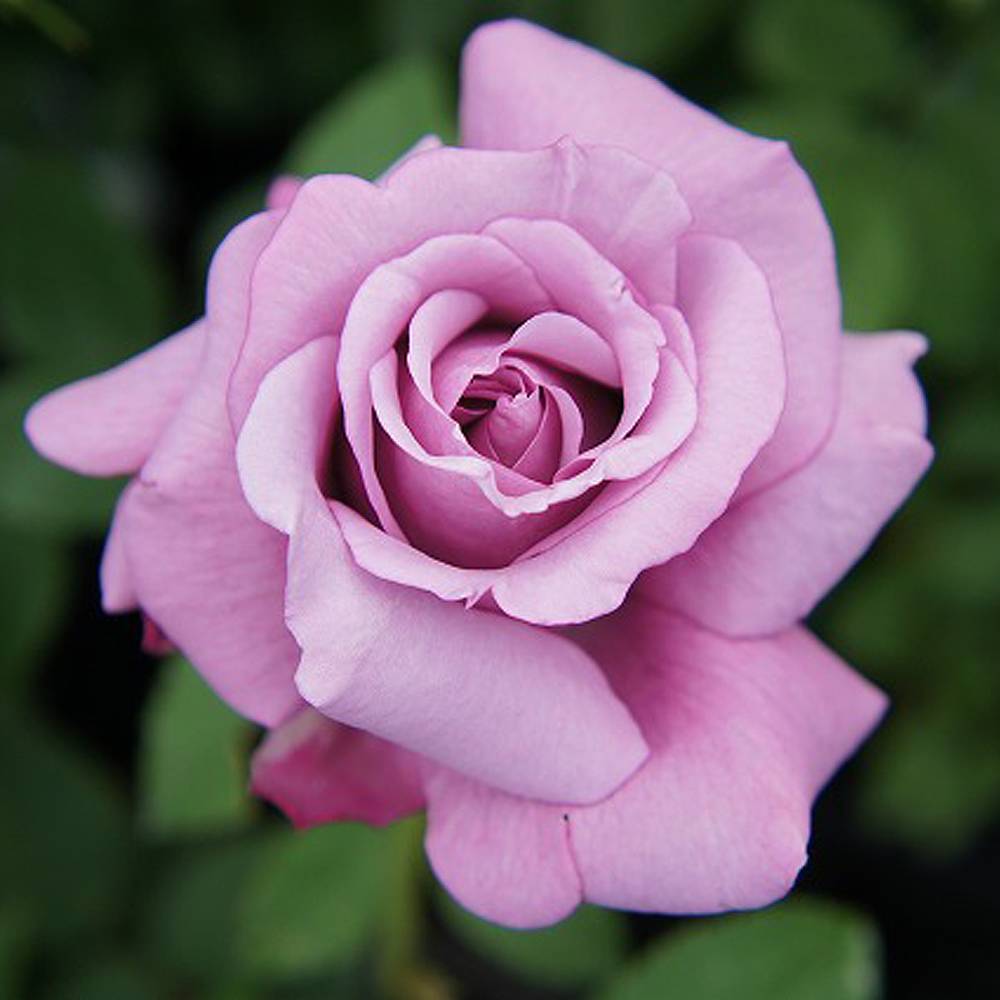 000000000939-05.jpg?size=l&w=