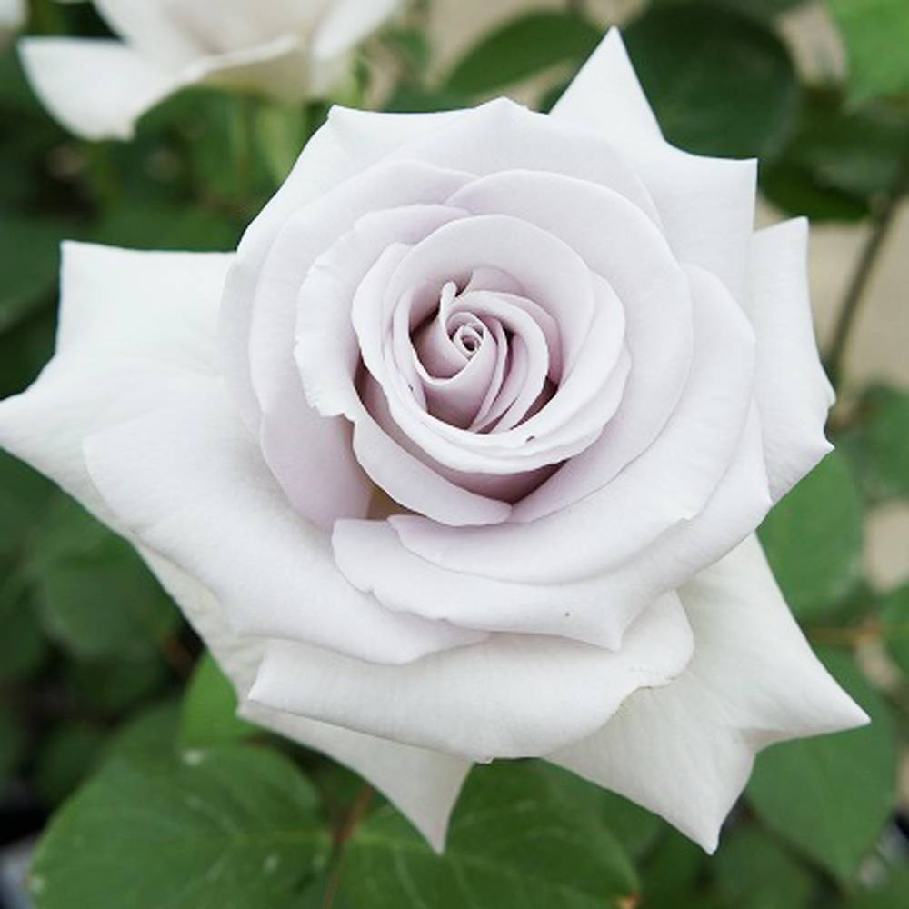 バラ ステンレススチール 苗 通販 苗木部 By 花ひろばオンライン