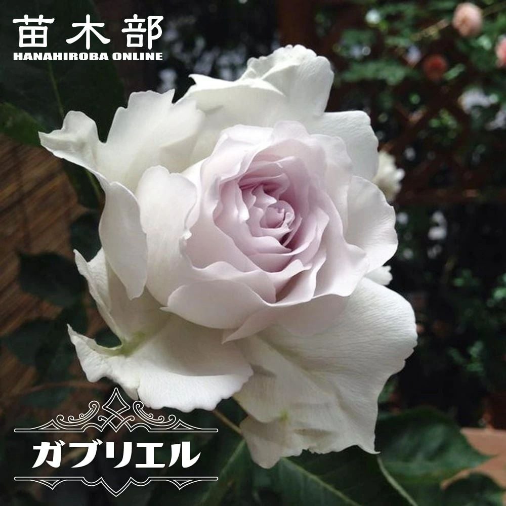 000000000953-01.jpg?size=m&w=