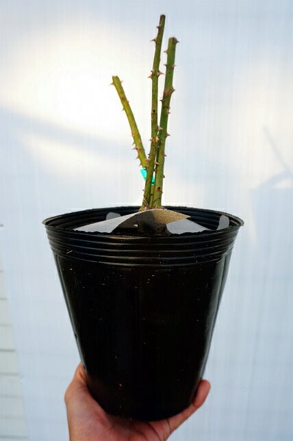 バラ ガブリエル FL フロリバンダ 苗 販売 苗木部 By 花ひろばオンライン