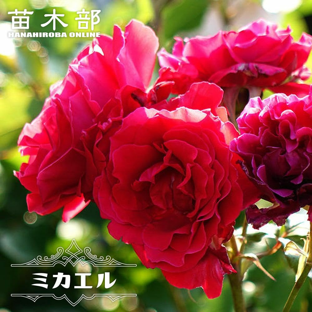 バラ ミカエル 苗 販売 苗木部 By 花ひろばオンライン