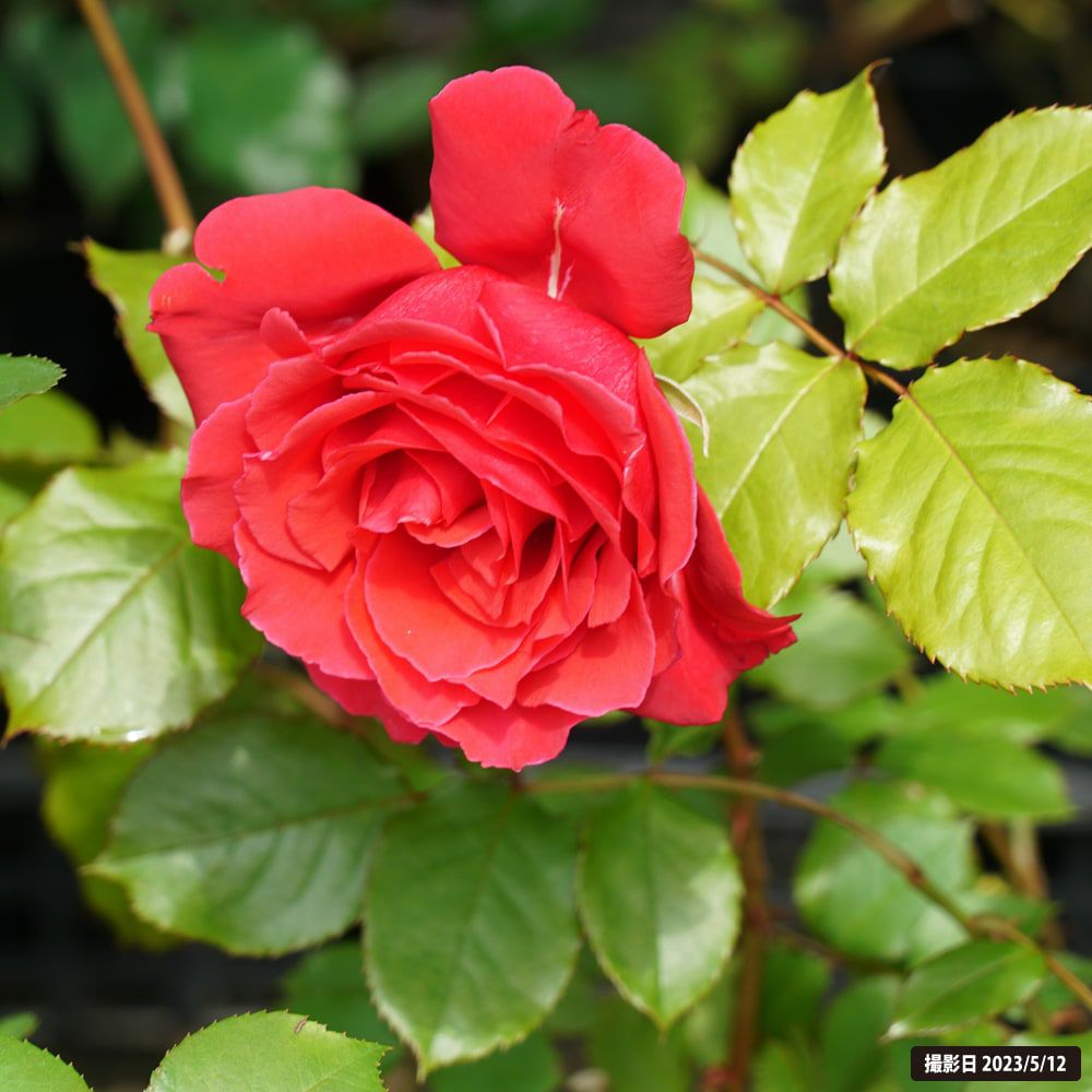 バラ ミカエル 苗 販売 苗木部 By 花ひろばオンライン