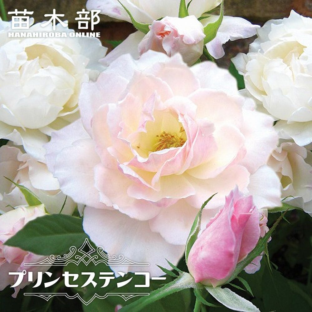 000000000958-01.jpg?size=l&w=