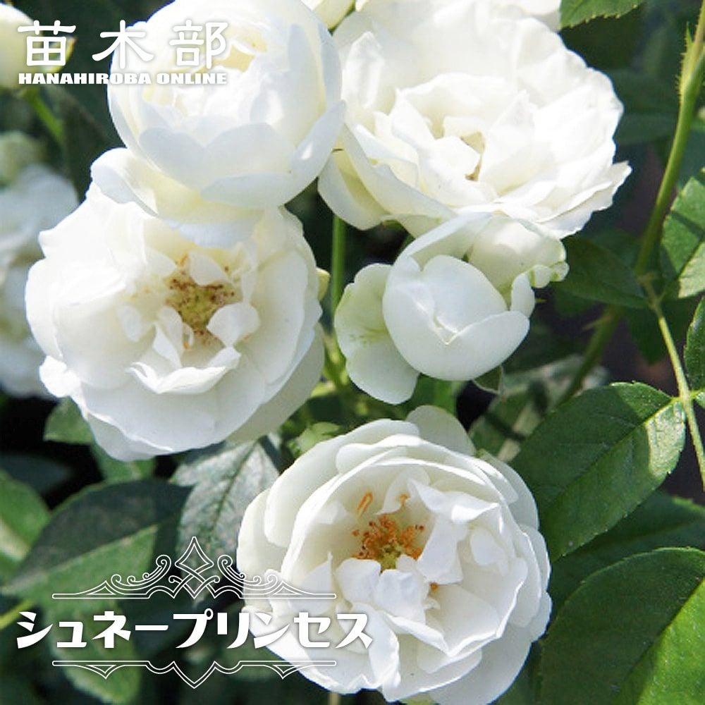 バラ ファビュラス！ FL フロリバンダ 苗 販売 苗木部 By 花ひろば