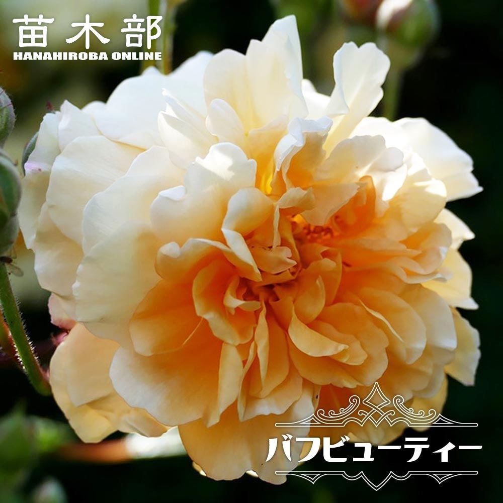 000000000975-01.jpg?size=l&w=