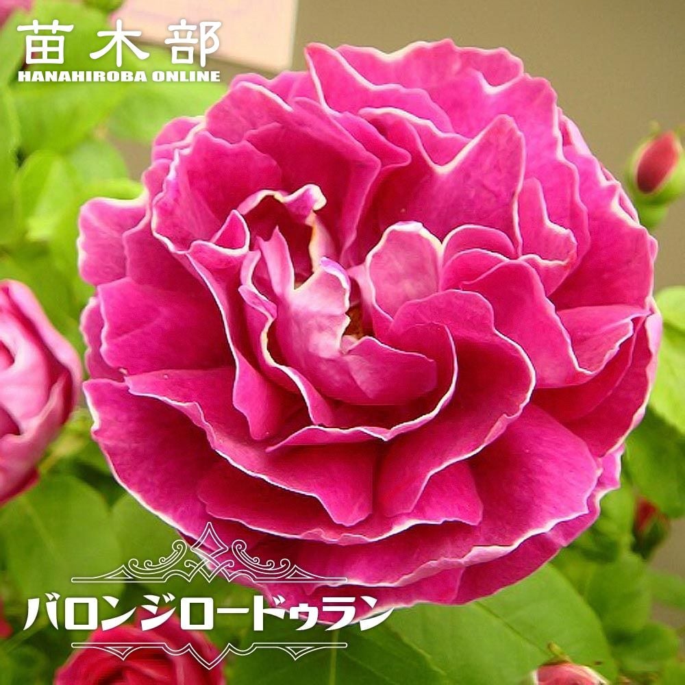 000000000980-01.jpg?size=l&w=
