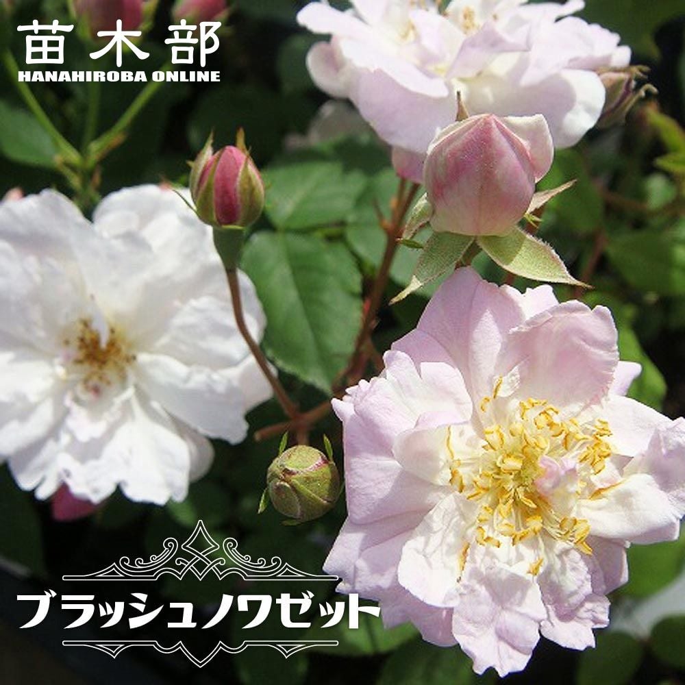 バラ オールドローズ ブラッシュノワゼット 苗 販売 苗木部 By 花