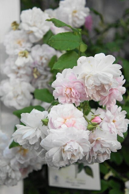 バラ オールドローズ ブラッシュノワゼット 苗 販売 苗木部 By 花