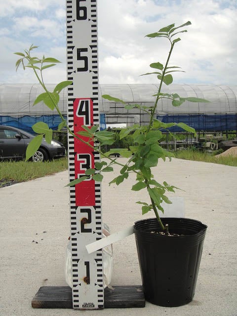 バラ オールドローズ ブラッシュノワゼット 苗 販売 苗木部 By 花