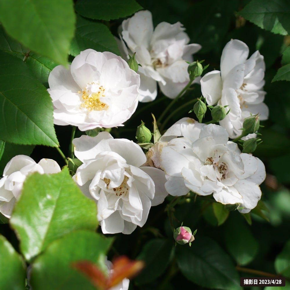 バラ オールドローズ ブラッシュノワゼット 苗 販売 苗木部 By 花