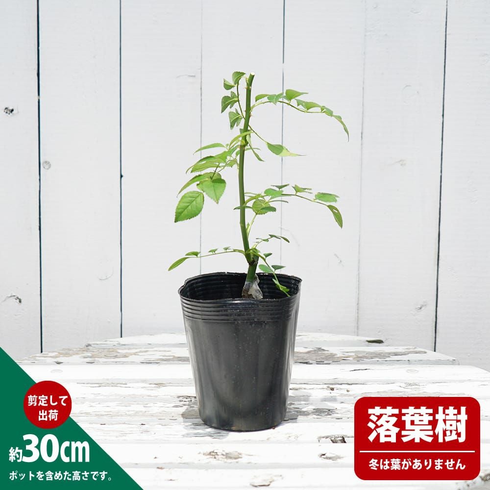 000000000985-03.jpg?size=l&w=