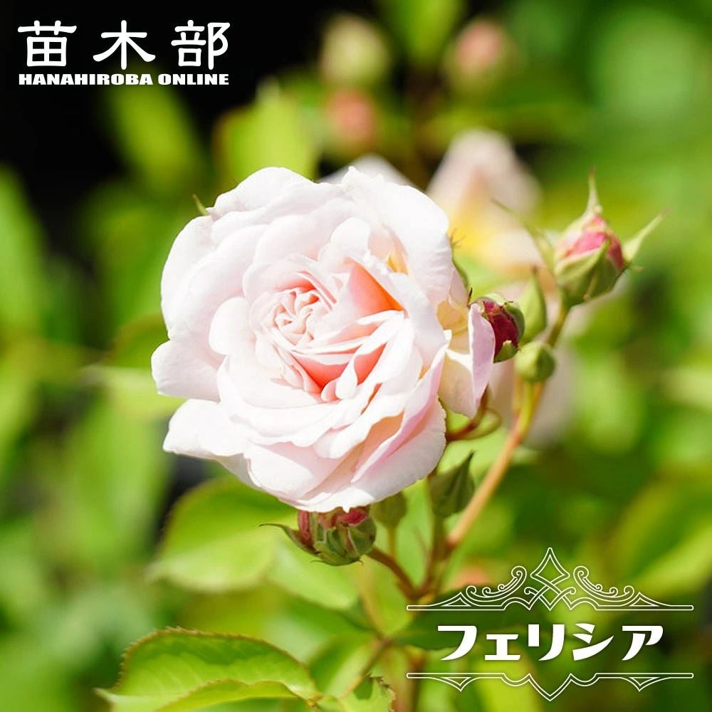 バラ スパニッシュビューティー LCl ラージフラワードクライマー