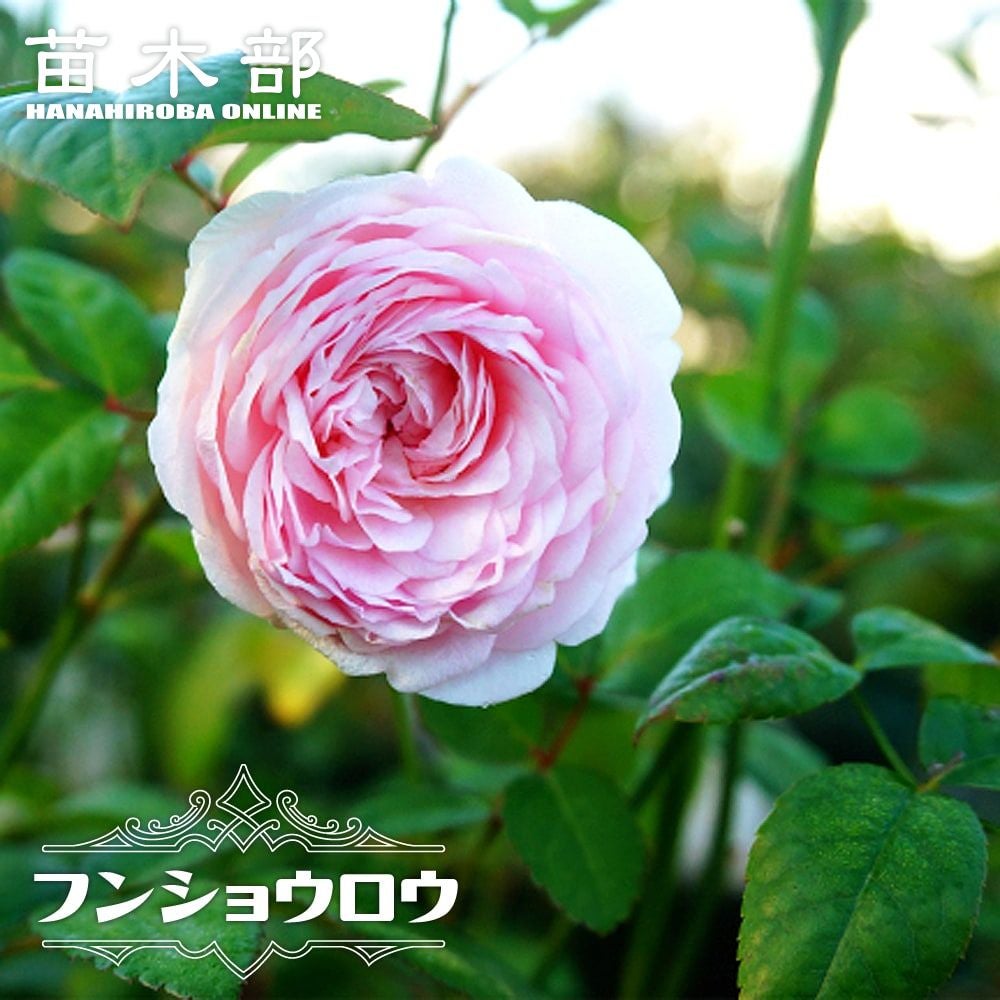 バラ オールドローズ ブラッシュノワゼット 苗 販売 苗木部 By 花