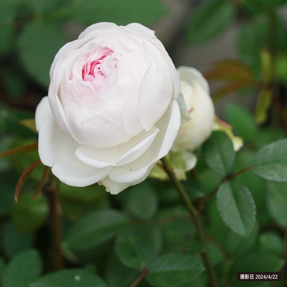 000000000988-02.jpg?size=l&w=