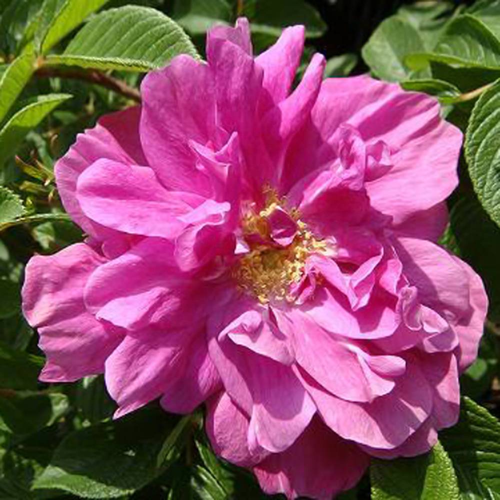 000000000995-05.jpg?size=l&w=