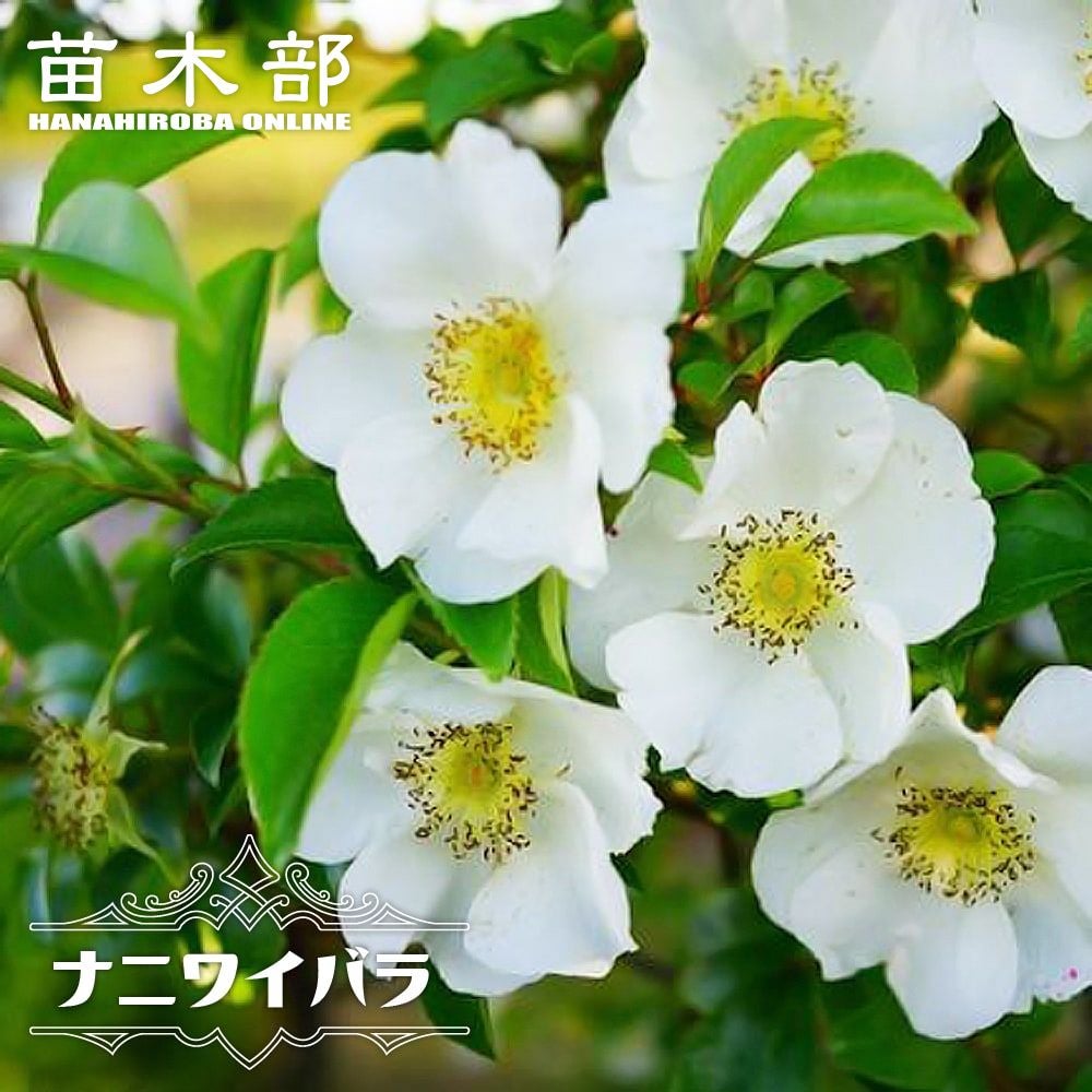 ナニワイバラ　薔薇苗木　　　【お問い合わせ窓口です】 バラ ナニワイバラ 原種系 苗 おすすめ 苗木部 By 花ひろばオンライン