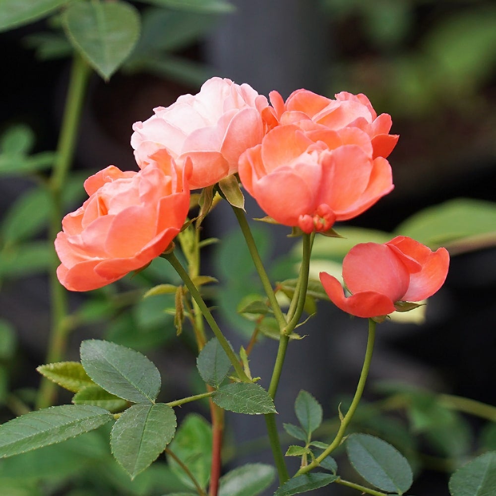 000000001009-02.jpg?size=l&w=