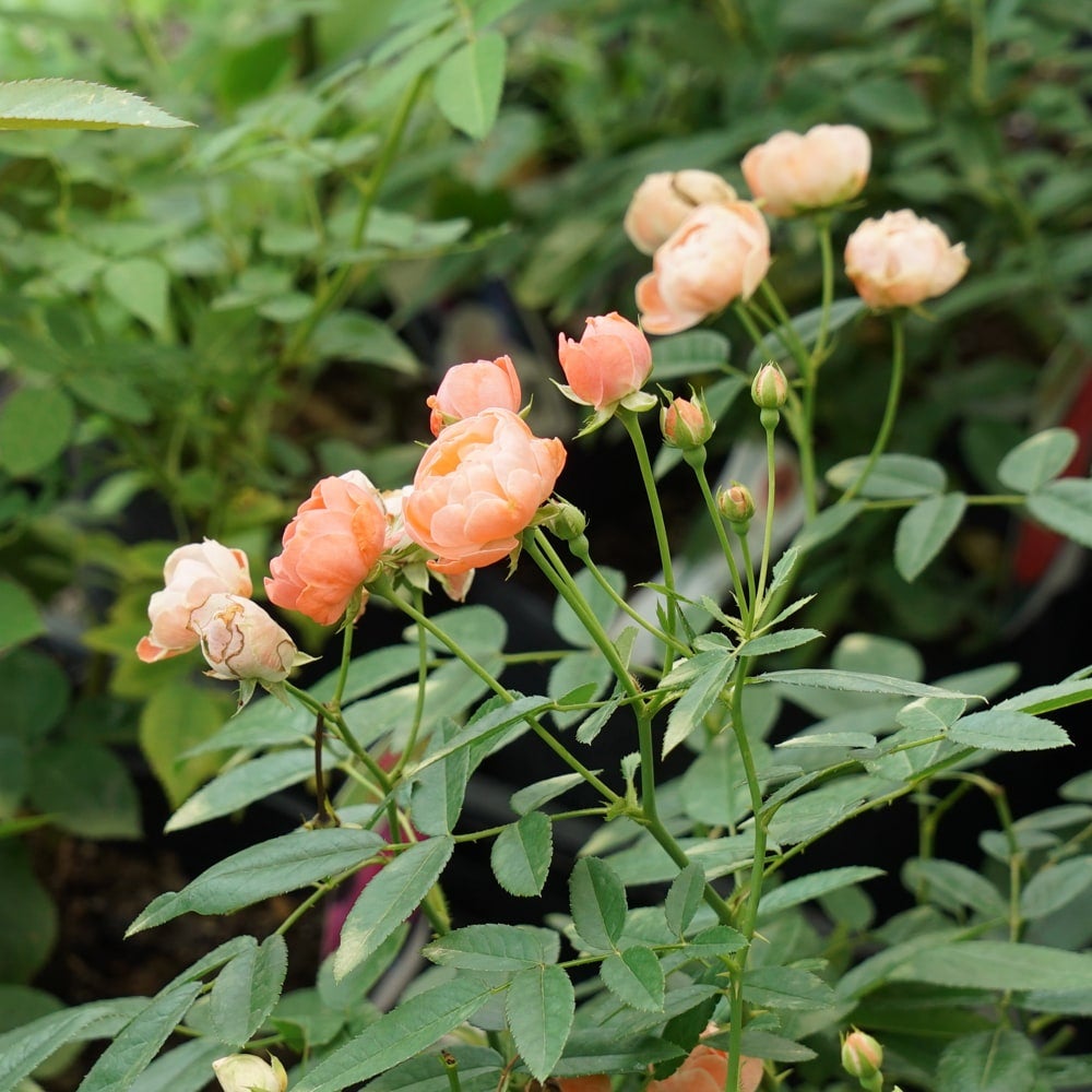 バラ オレンジマザーズデイ 苗 販売 苗木部 By 花ひろばオンライン