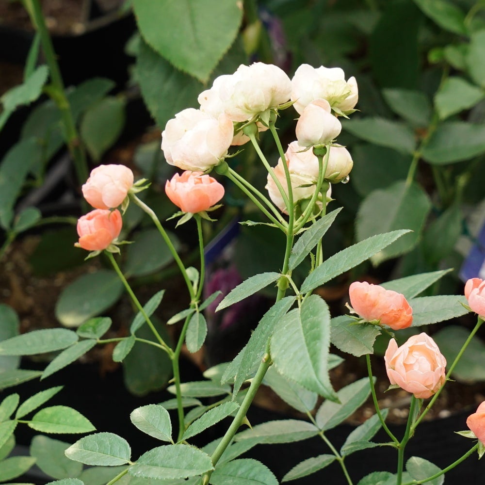 バラ オレンジマザーズデイ 苗 販売 苗木部 By 花ひろばオンライン