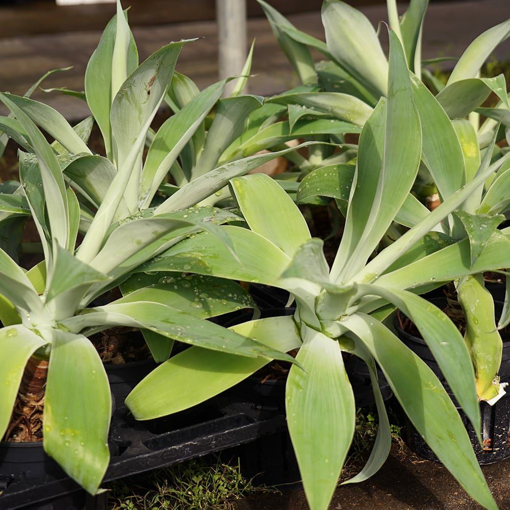 リュウゼツラン アテナータ 苗 通販 苗木部 By 花ひろばオンライン