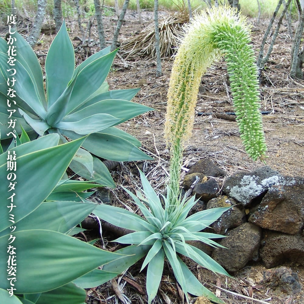 000000101256-03.jpg?size=l&w=