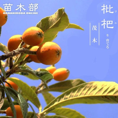 000000001681-01.jpg?size=m&w= 