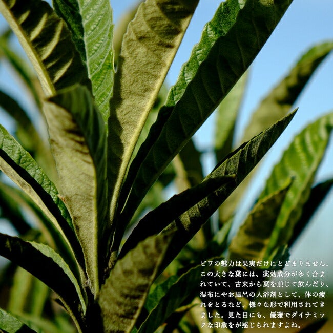 ビワ 茂木 苗 販売 苗木部 By 花ひろばオンライン