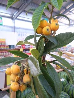 ペカンナッツ CLS-61 苗 販売 苗木部 By 花ひろばオンライン