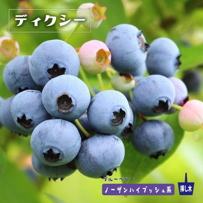 000000001707-01.jpg?size=l&w=