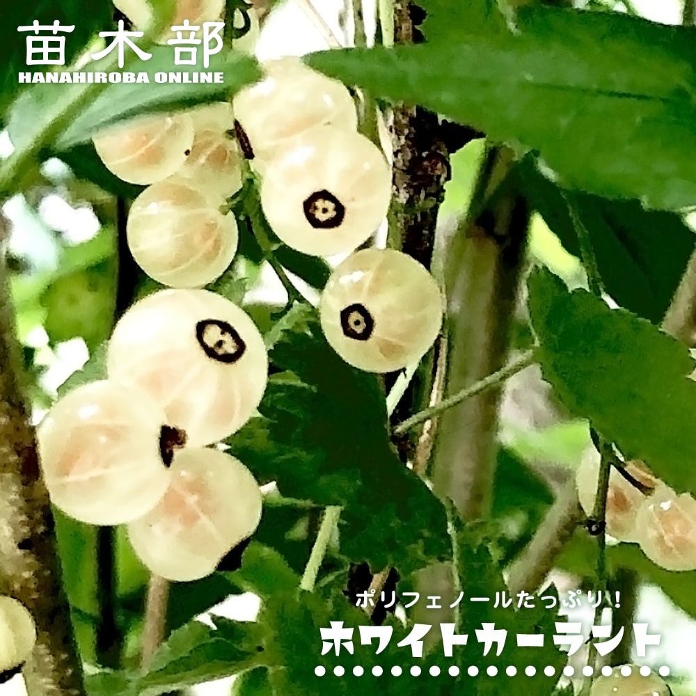 コルダーナ　アイボリーホワイト系　冬越し2年生苗 000000001763-01.jpg?size=m&w=