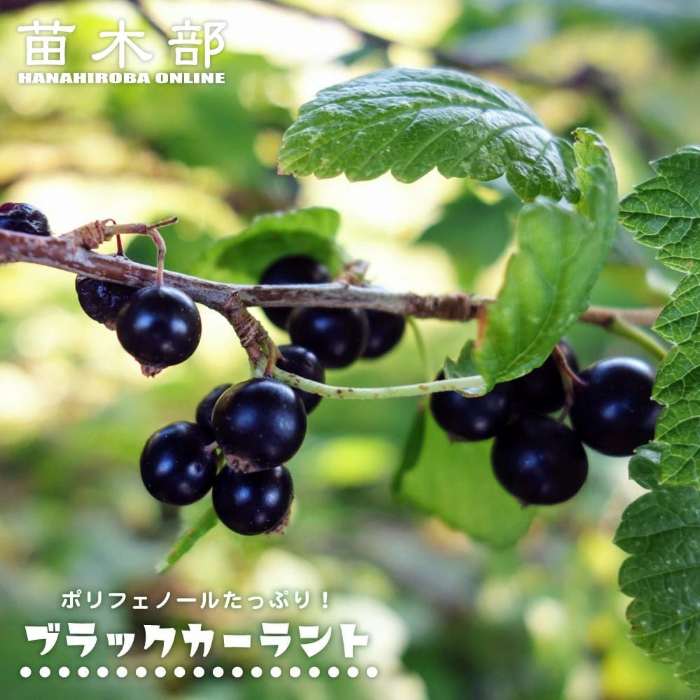 000000001765-01.jpg?size=l&w=