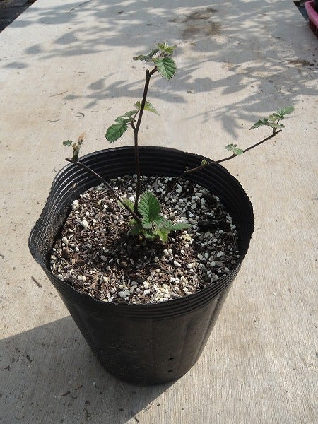 ブラックベリー トゲなし メルトンソーンレス 苗 販売 苗木部 By 花