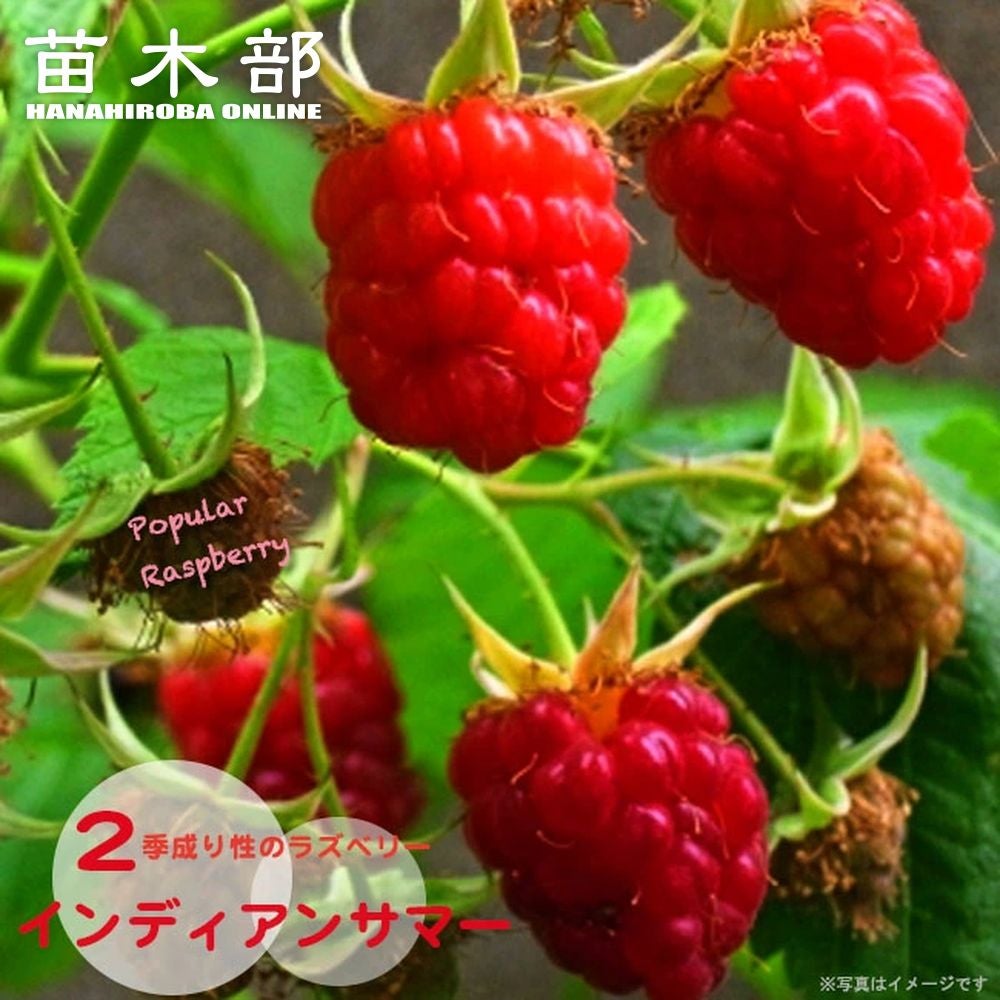 000000001771-01.jpg?size=l&w=