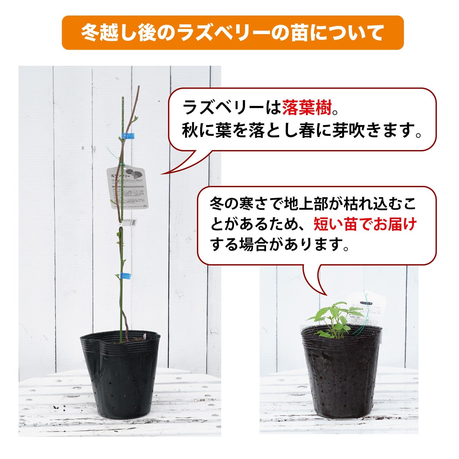 レッドジュエル 二季なり性 ラズベリー 苗 販売 苗木部 By 花ひろば