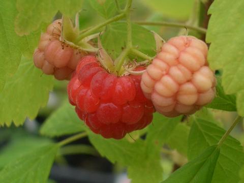 ラズベリー サマーフェスティバル 苗 販売 苗木部 By 花ひろばオンライン