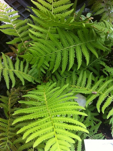 000000001775-06.jpg?size=l&w=