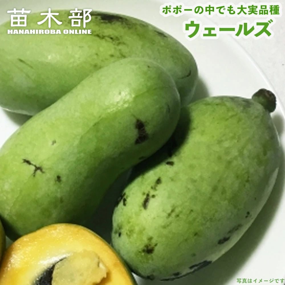 柑橘 ライム キンカンライム 苗 通販 苗木部 By 花ひろばオンライン