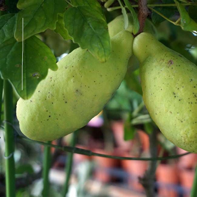 アケビ ゴヨウアケビとミツバアケビ 苗 販売 苗木部 By 花ひろばオンライン