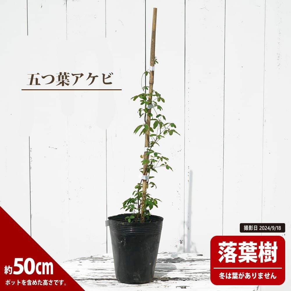 000000001795-07.jpg?size=l&w=