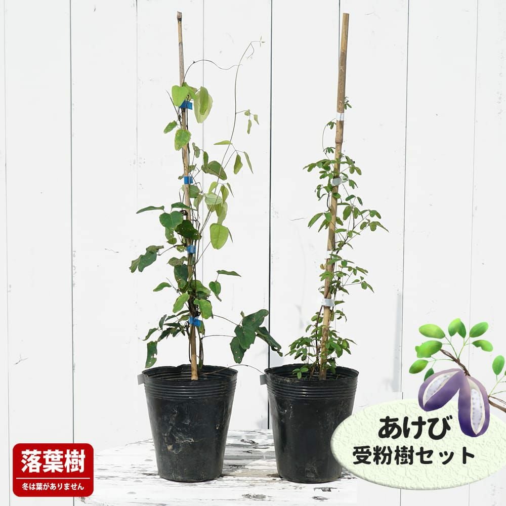 アケビ ゴヨウアケビとミツバアケビ 苗 販売 苗木部 By 花ひろばオンライン