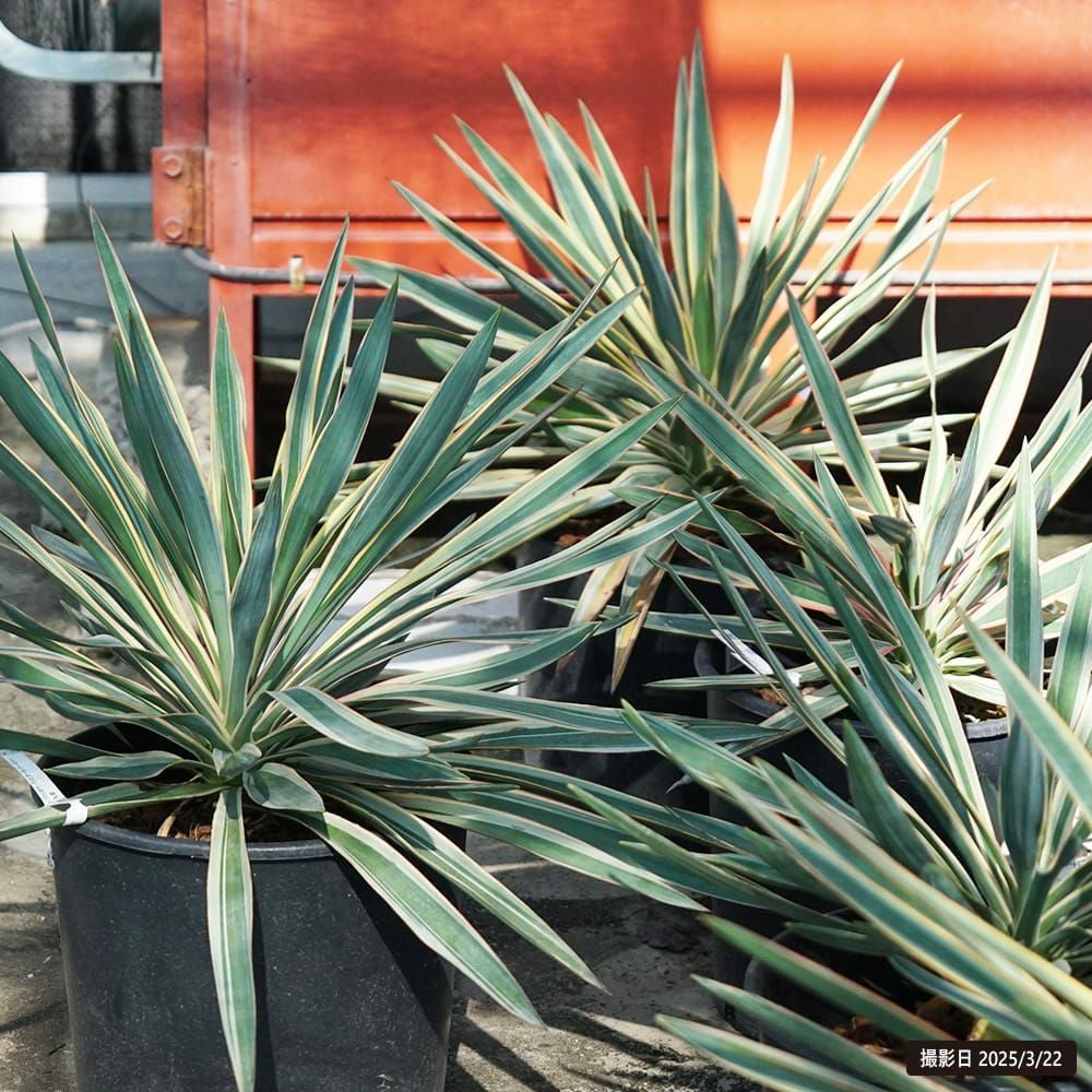 000000101740-03.jpg?size=l&w=