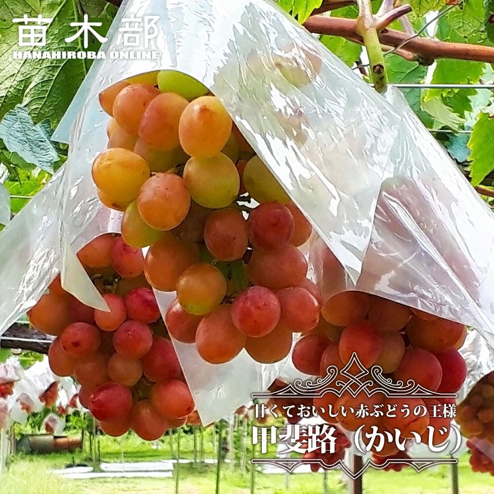 000000001818-01.jpg?size=l&w=