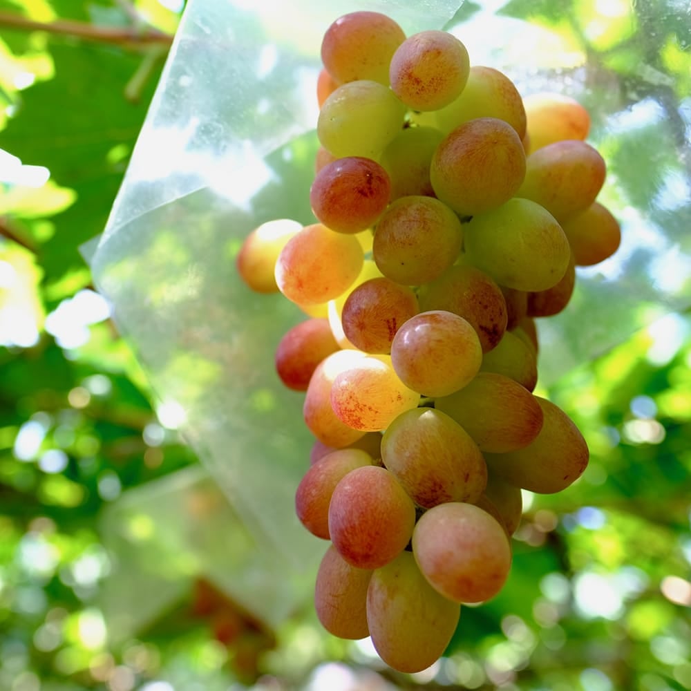 000000001818-02.jpg?size=l&w=