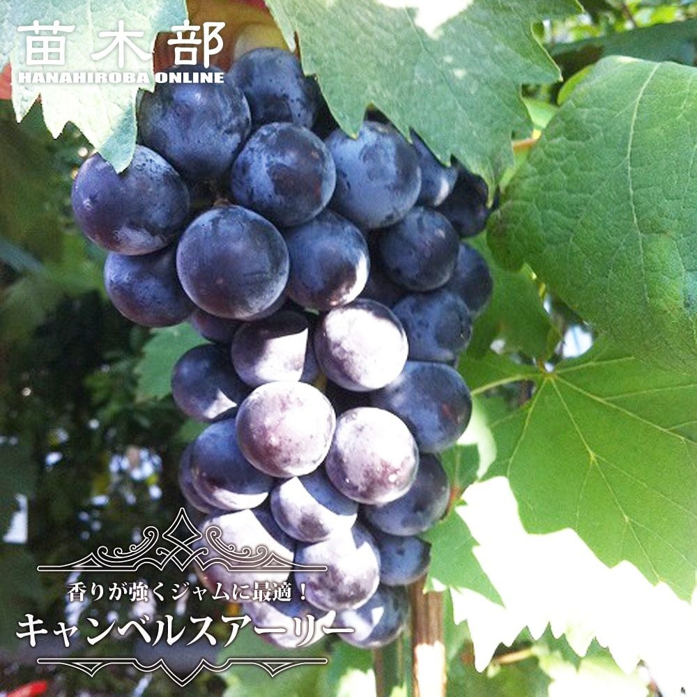 ブドウ 欧米雑種3倍体 ナガノパープル 苗 販売 苗木部 By 花ひろば