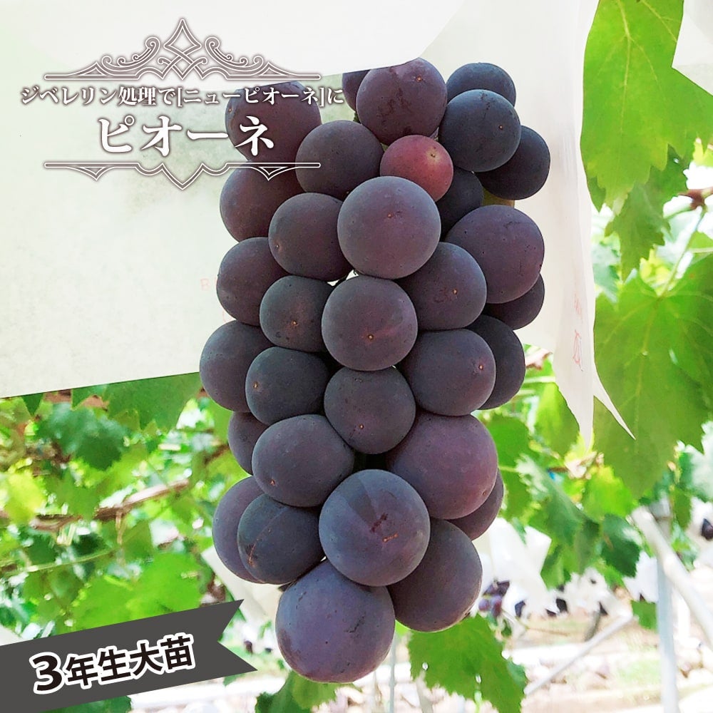 大苗シリーズ | 苗木部 本店 By 花ひろばオンライン